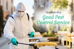Best Pest Control Services Sohar